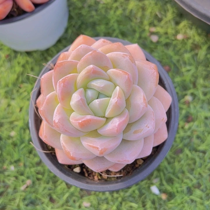 健健康康平平安安