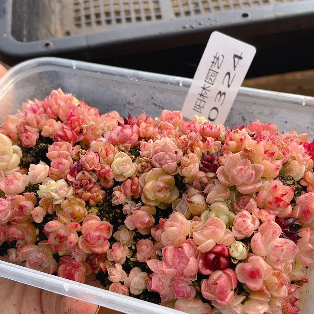 多肉植物多肉植物324