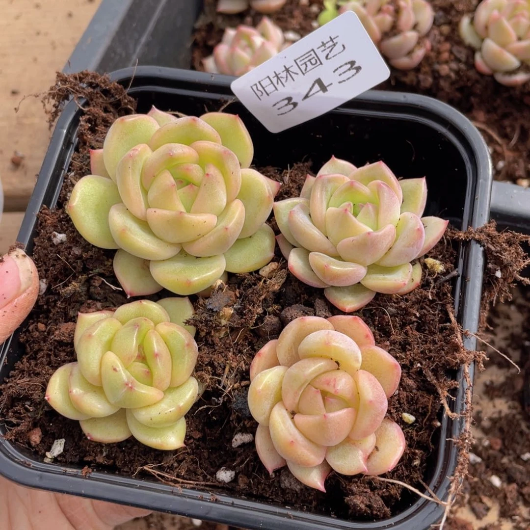 多肉植物多肉植物343