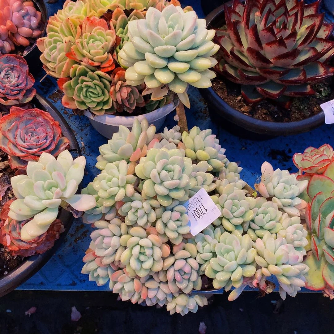 若***木    玉如意多肉17007