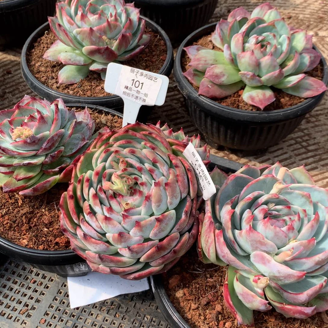 柒****柒101惊鸿一组3颗，补差价。多肉植物