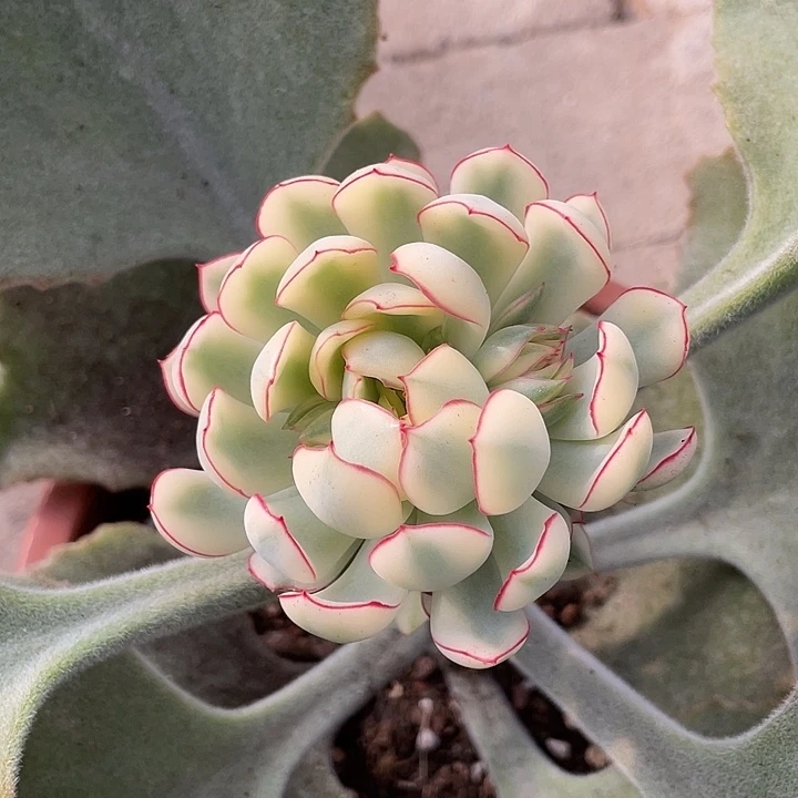 梦幻玫瑰锦一物一拍