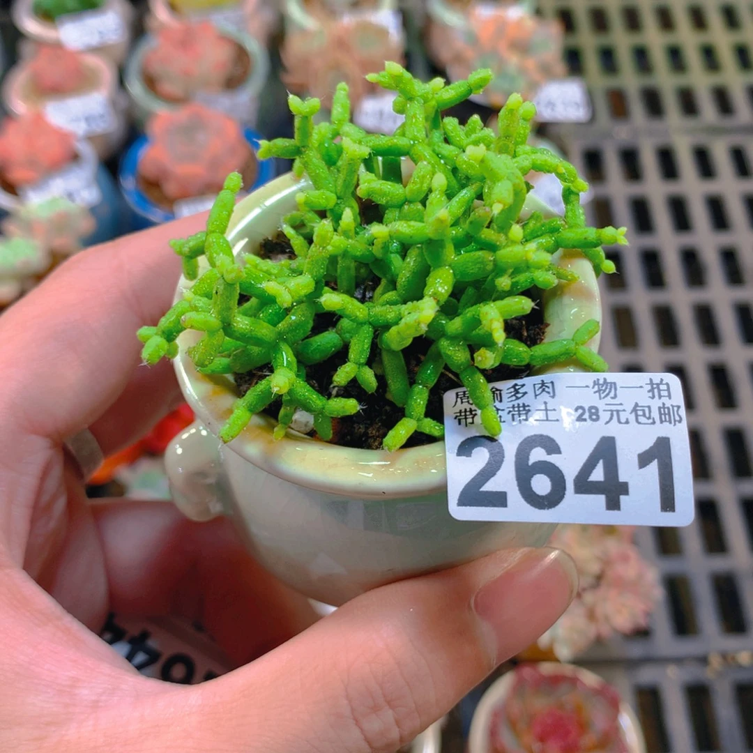 5厘米盆精控多肉2641