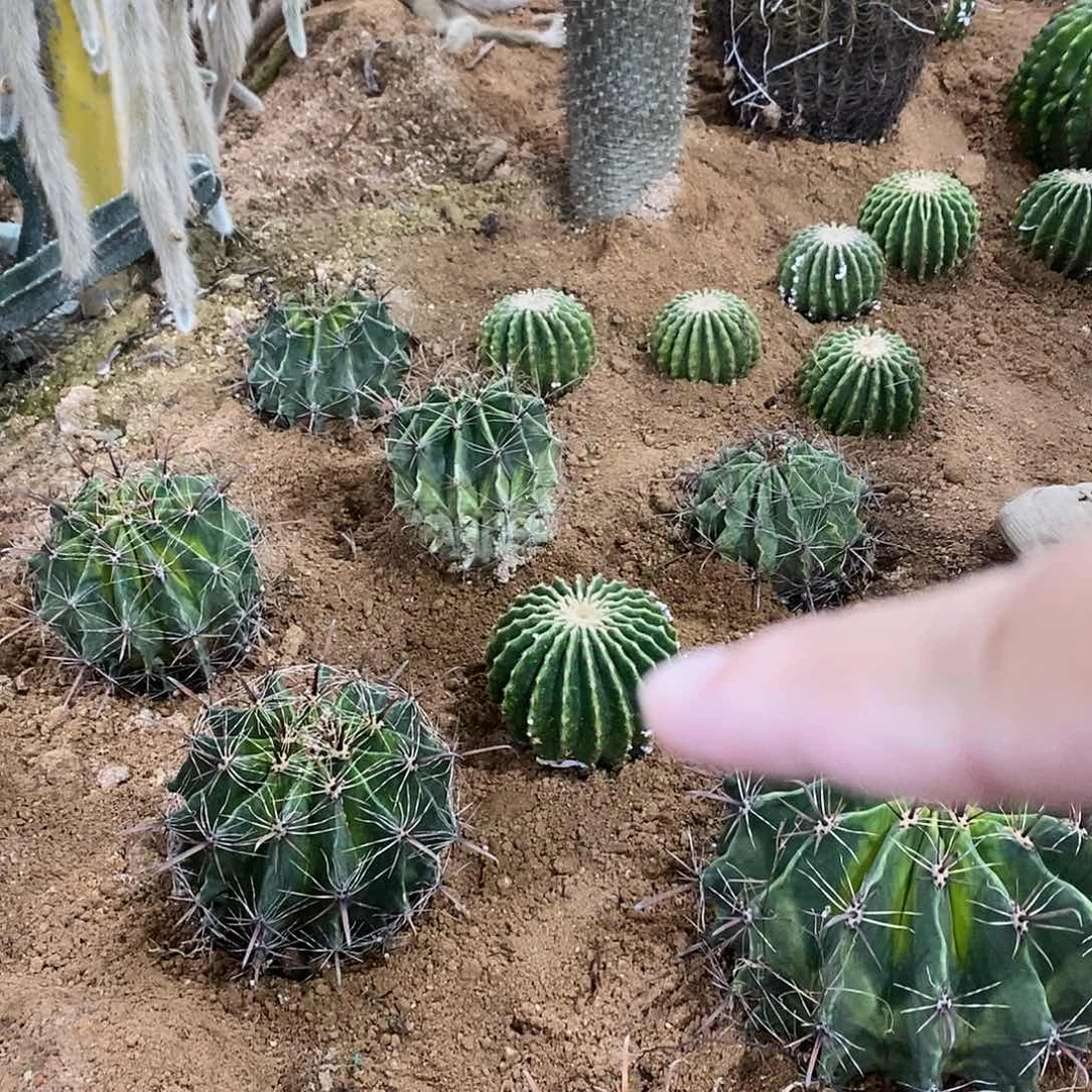 -***啾裸虎一物一拍33333