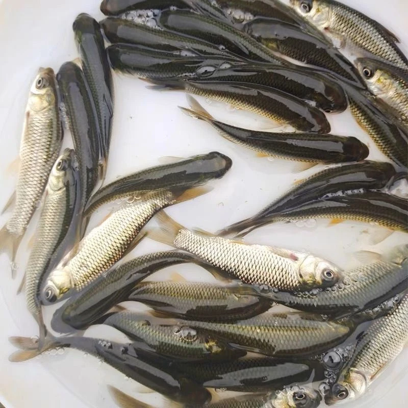 草鱼鱼苗 淡水养殖 活体耐活包邮