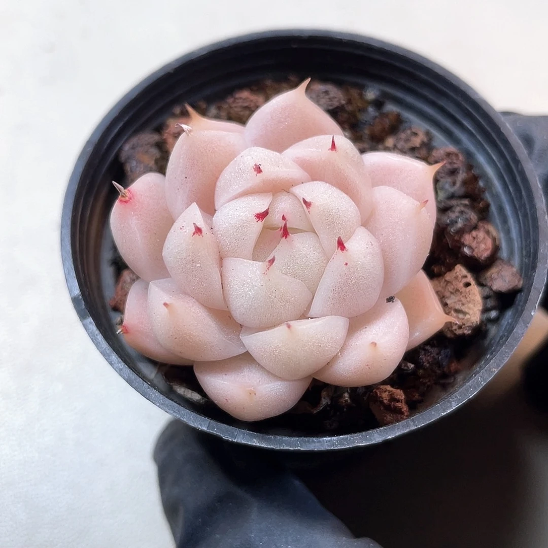 优选麦秆福利926