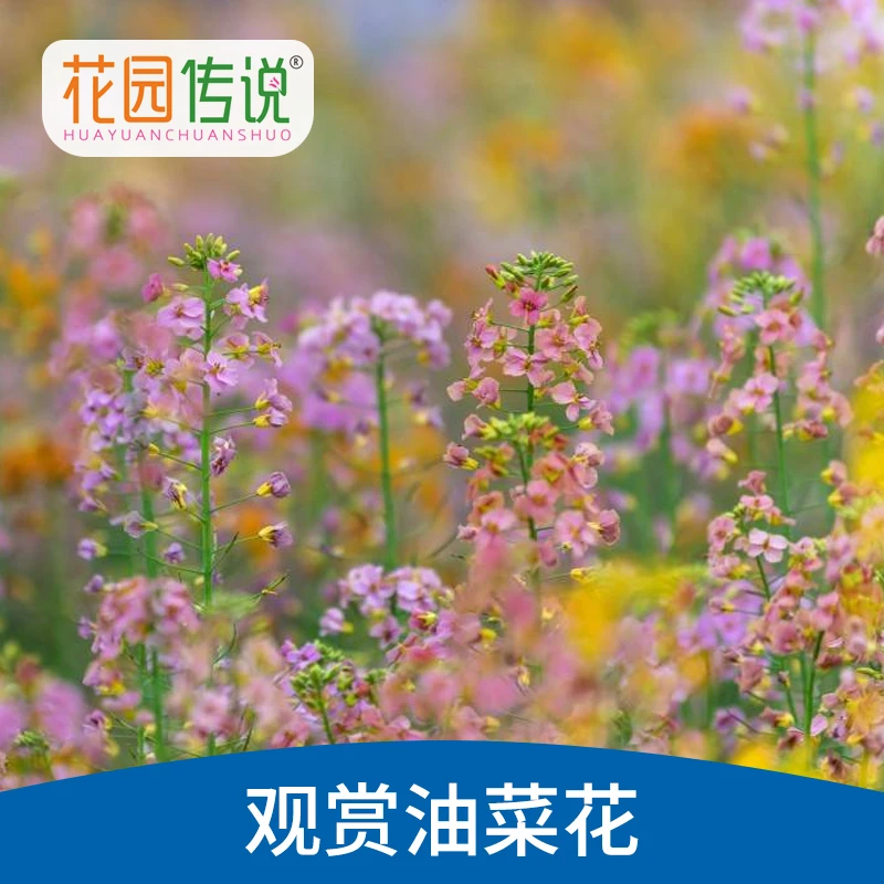 观赏彩色油菜花种子高产榨油春秋播花卉绿肥牧油菜籽