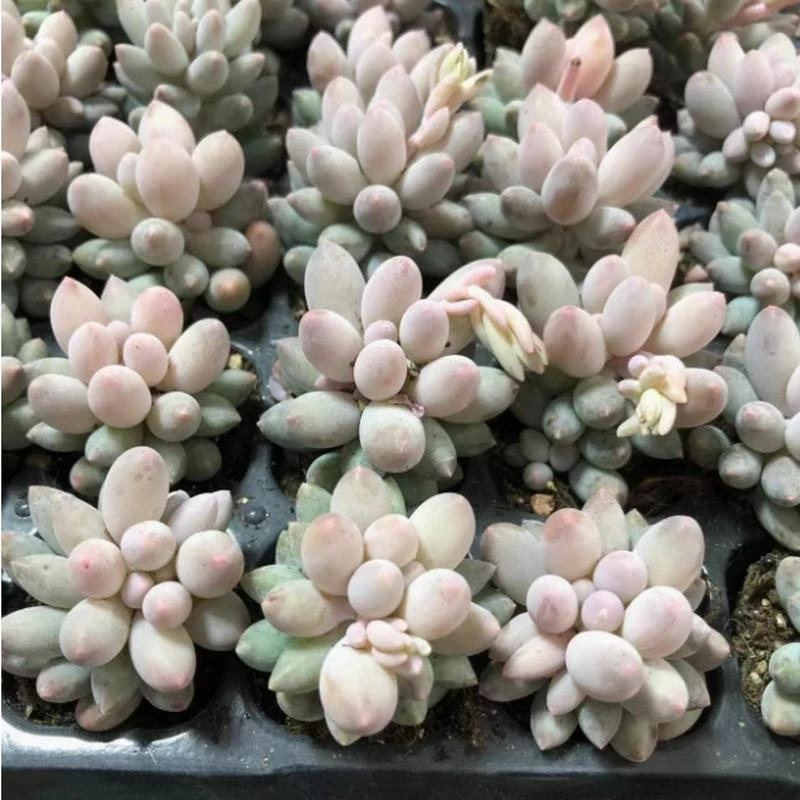 多肉植物 婴儿手指 1-3头择优发货多肉植物基地直销量大从优