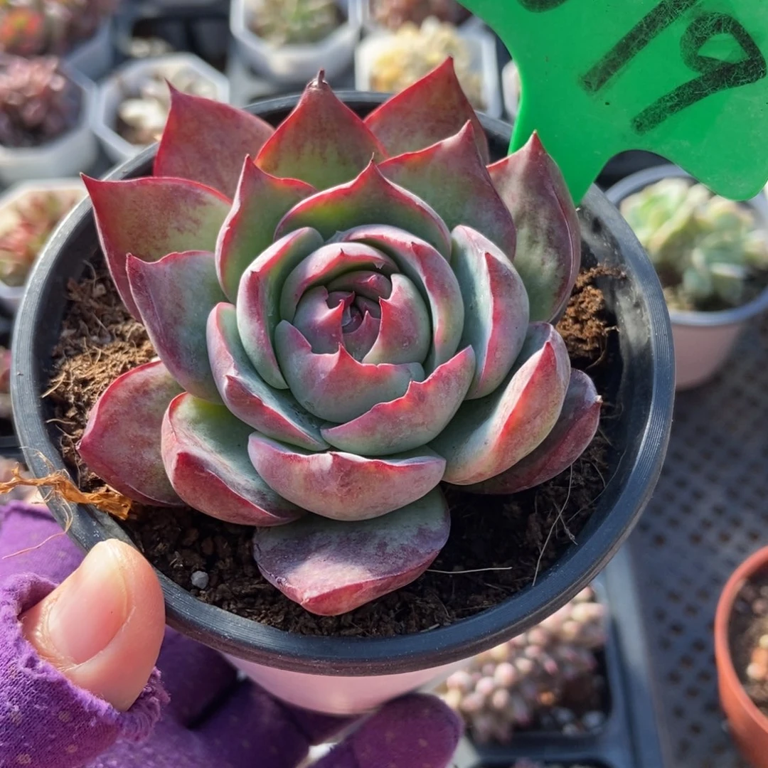 1679惊鸿仙子多肉植物