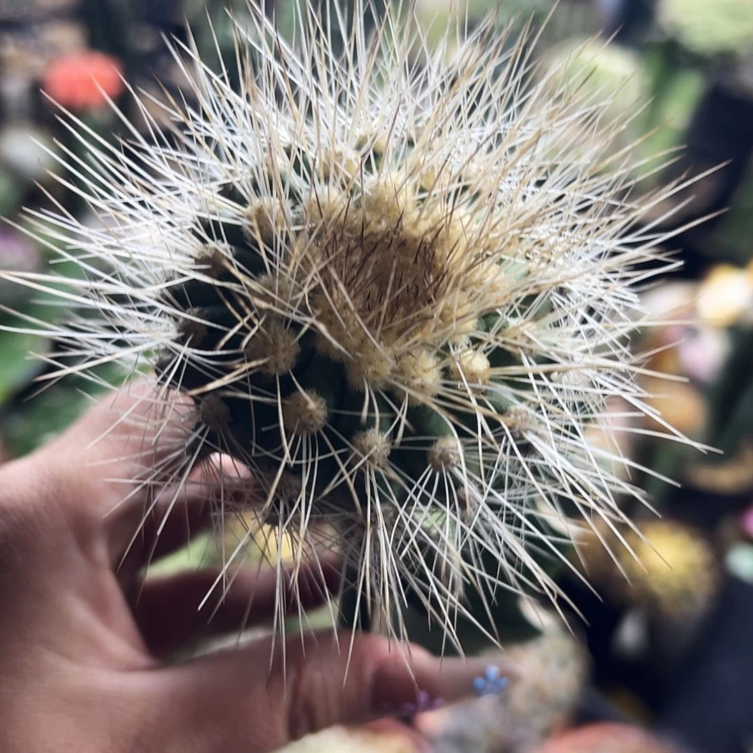 雷血丸仙人球111111111