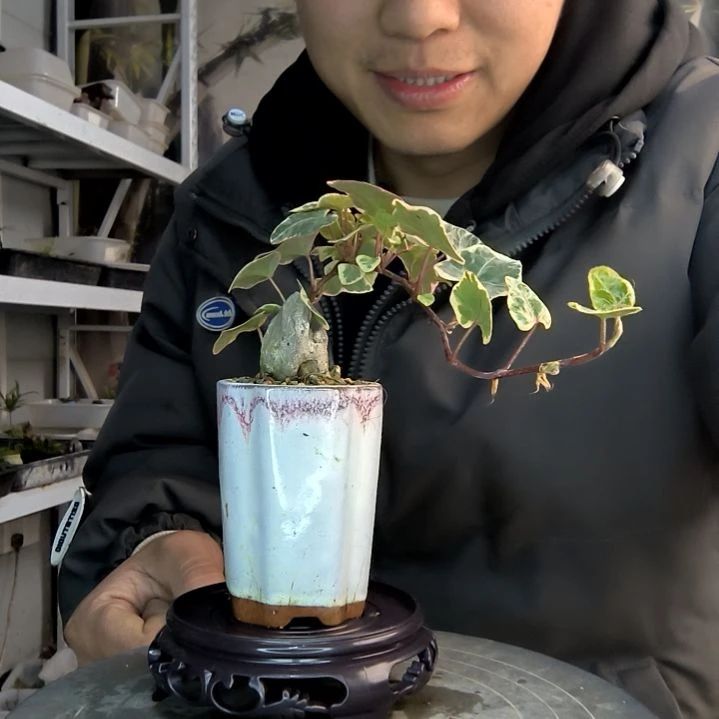 幸**度小盆景小植物一物一拍57