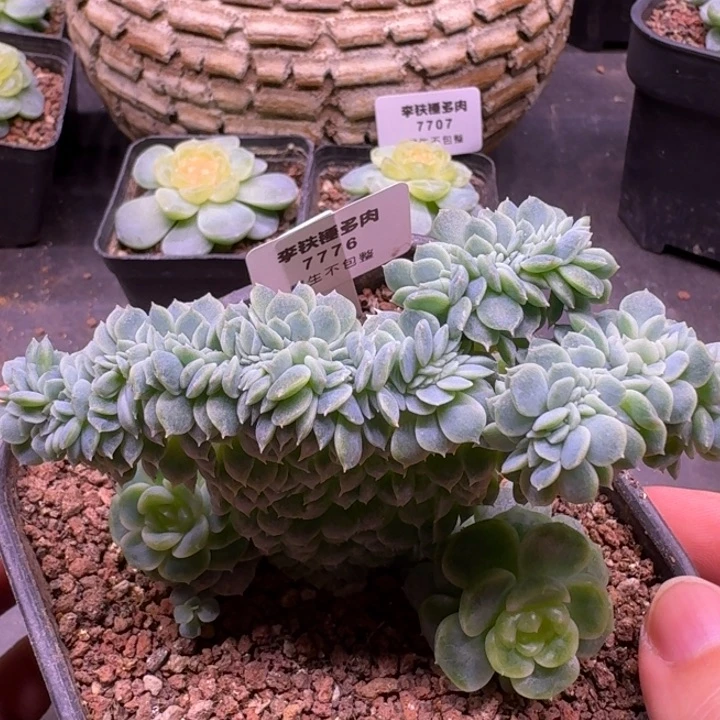 7776纸鸢缀化一物一拍10cm盆