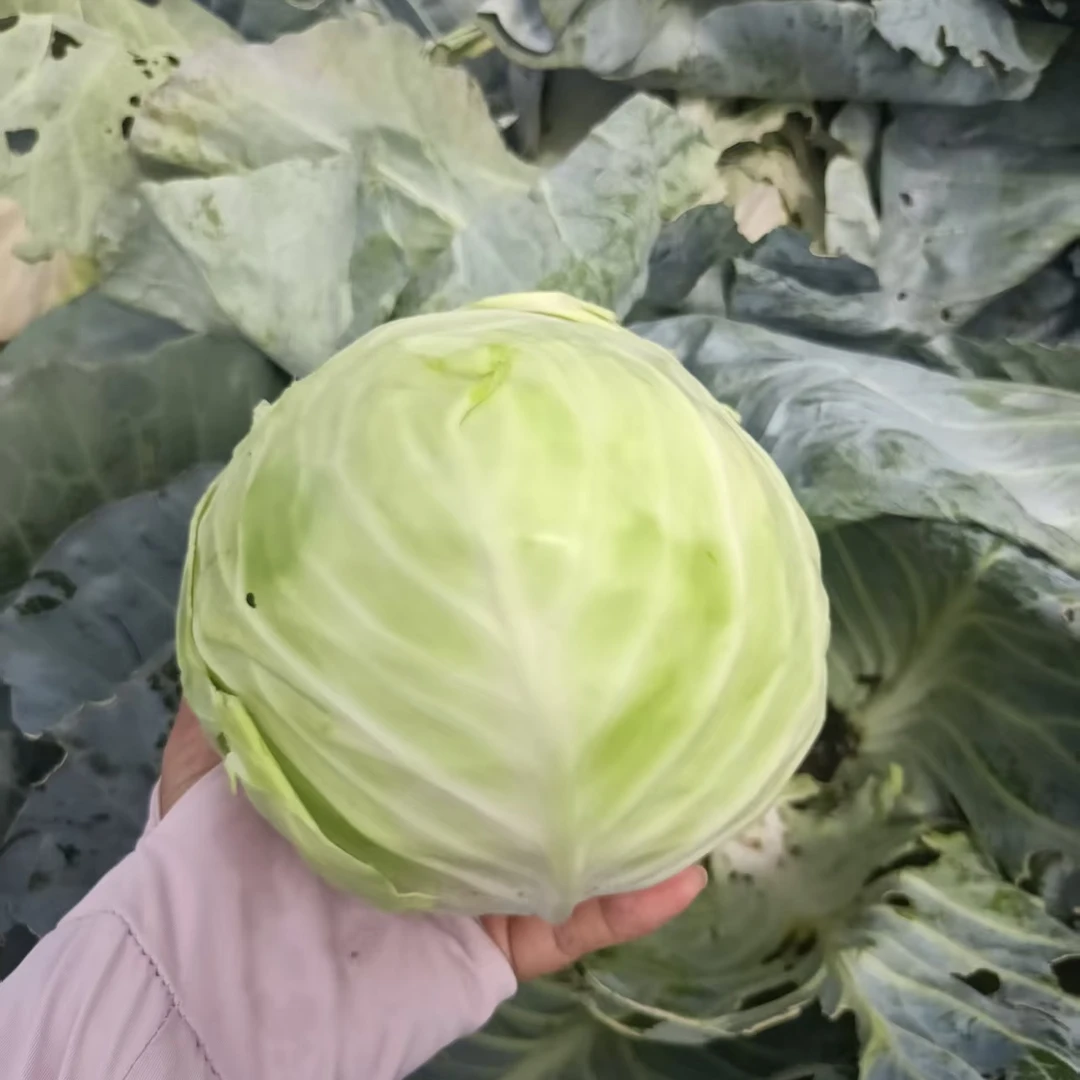 河南农家自种新鲜现拔包菜