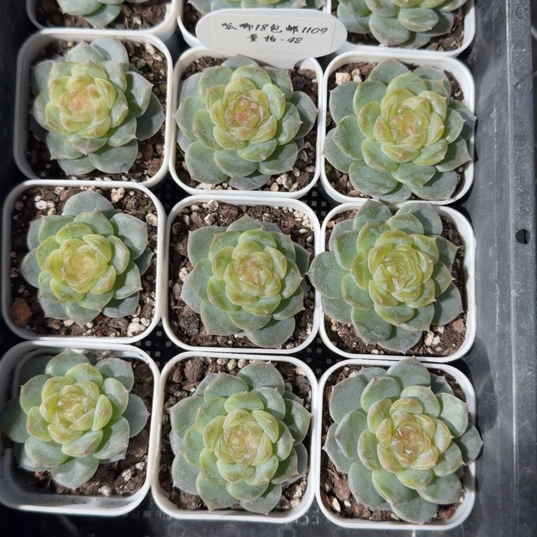 1109-42-青鸾单头量拍