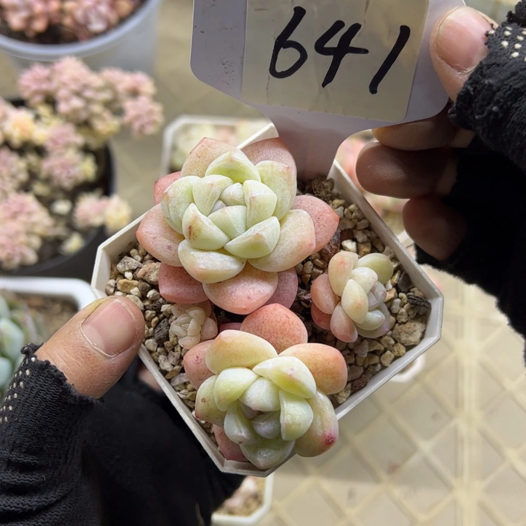 红陶641号多肉植物