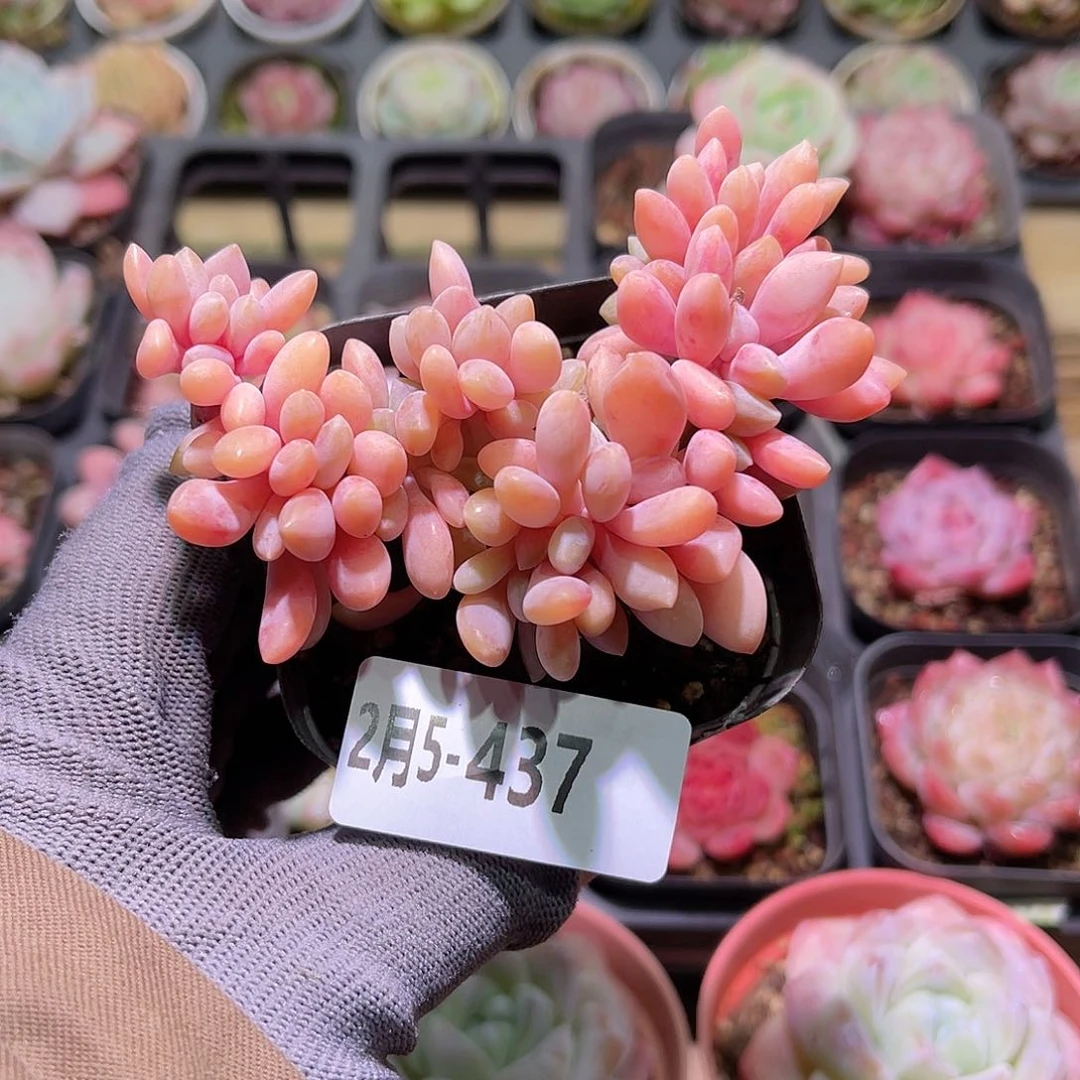 花05-437醉美人缀化