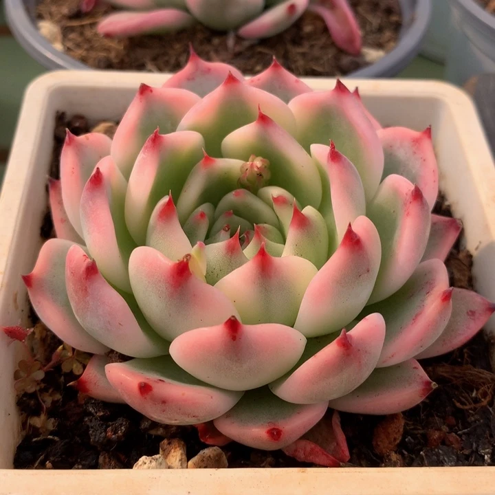 吉娃娃锦锦上园艺一物一拍