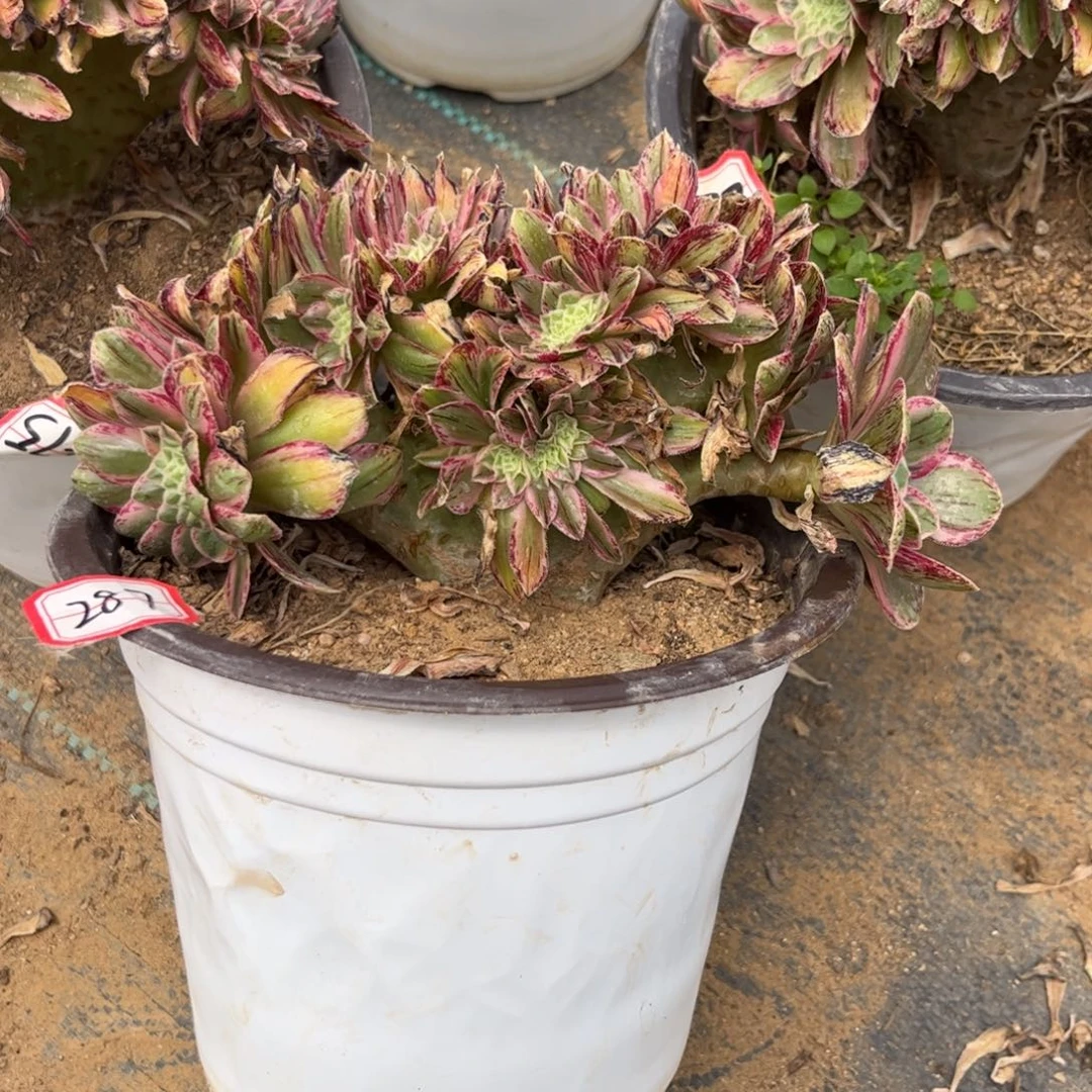 287多肉植物V锦锦缀化