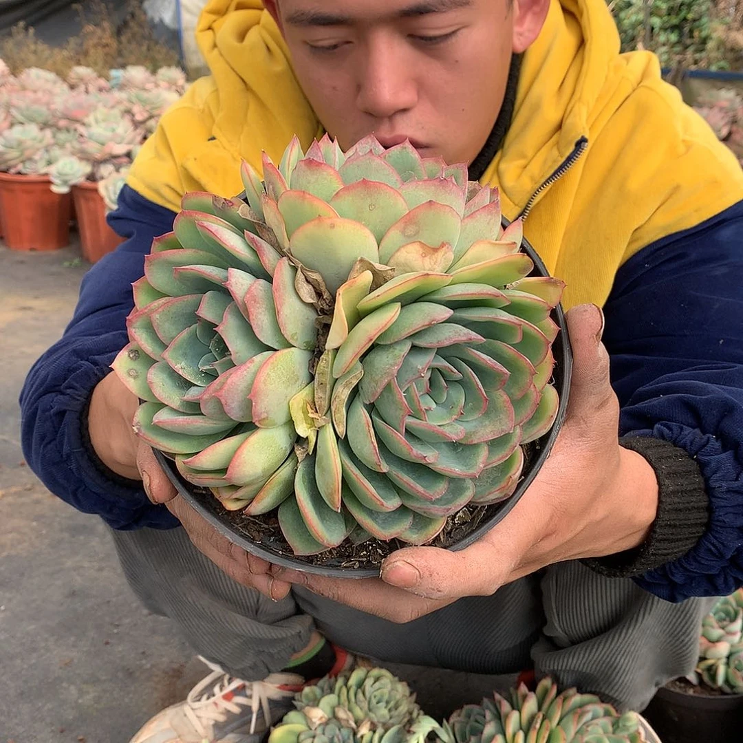 外播多肉晨露9.9