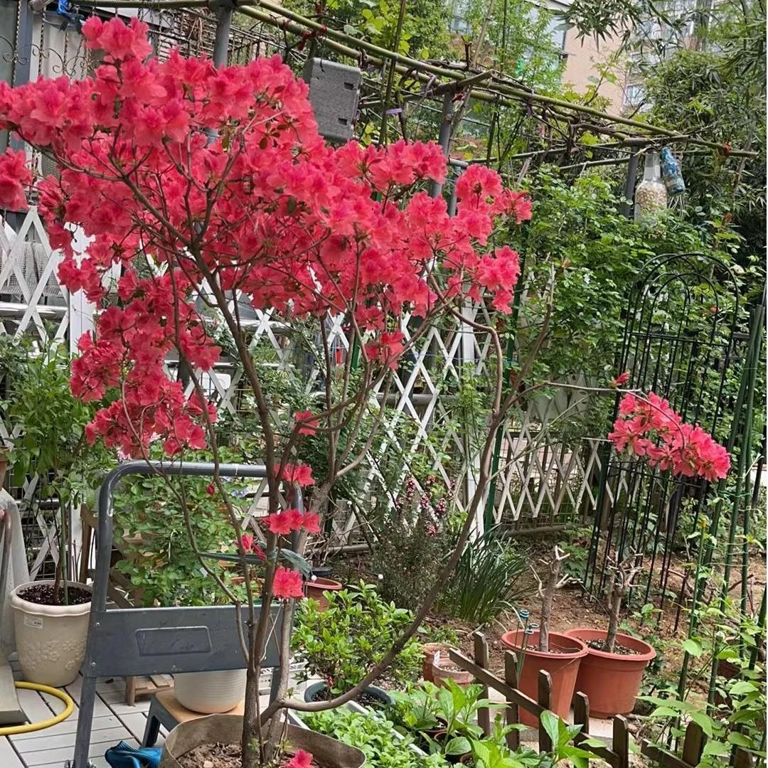 原生映山红老桩杜鹃花盆景基地直发