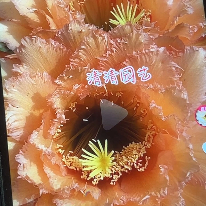 清清3-450侧牙仙人球