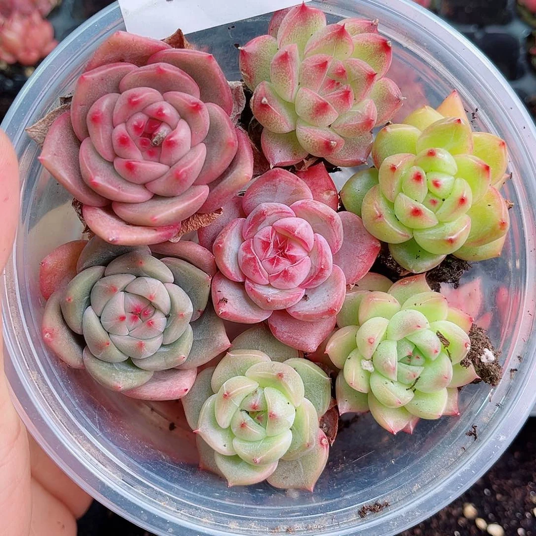 1-723 新疆西藏内蒙不发零度以下拍保温箱不拍不包损