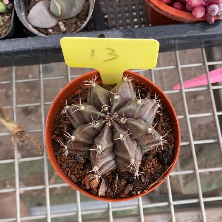 伯克利和格蕾特的故事都是