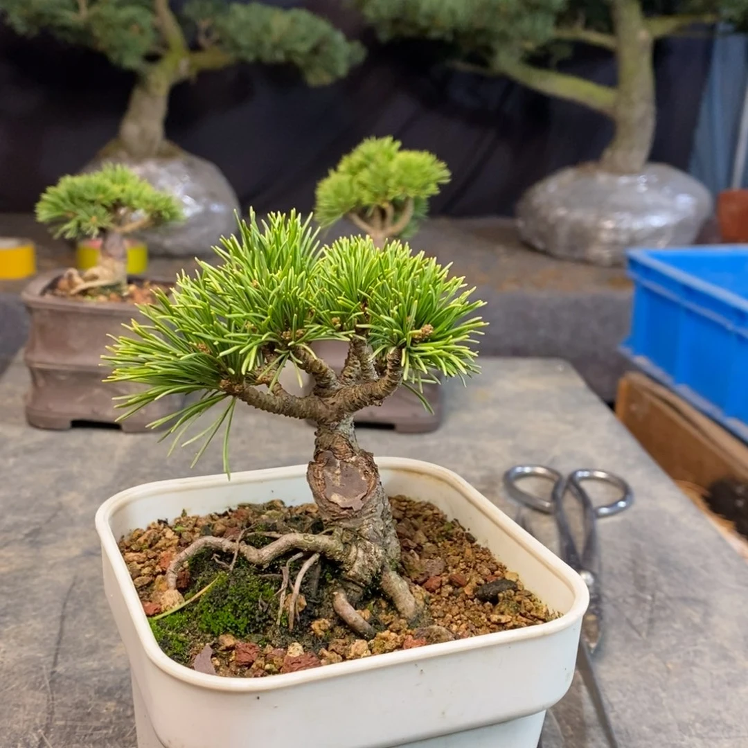 明星五针松天花板发呆