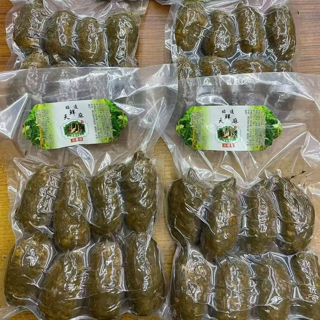 2025昭通直发昭通新鲜天麻云南仿野生种植小草坝现挖鲜天麻