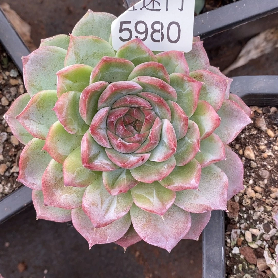 傲***姨杂交精品多肉5980~8厘米