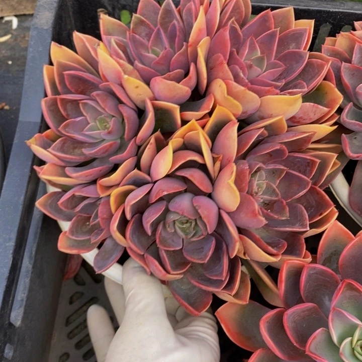 控养状态紫气东来群生