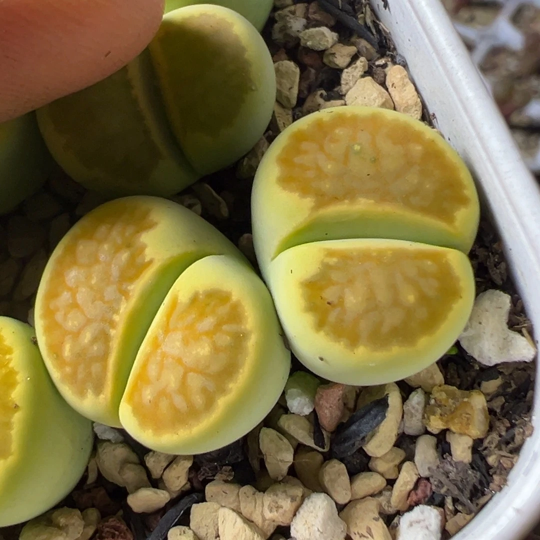 f3绿菊母本一物一拍