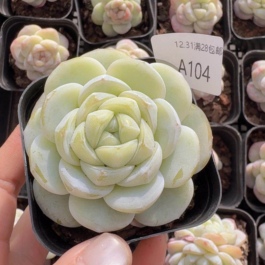 一***求冰玉杂交新品一颗带盆