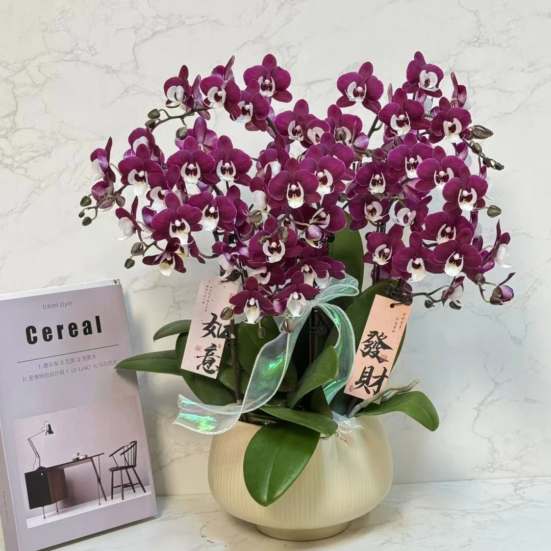 多彩优选（玖玖团圆）黑红色花瓣厚实蝴蝶兰鲜花室内送礼高端花卉