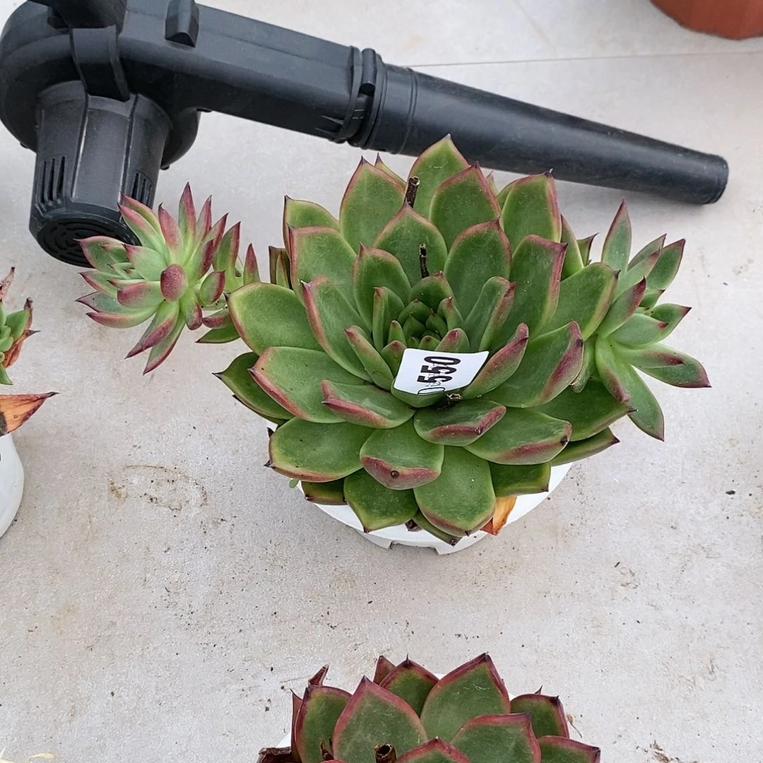 飘550弗兰克多肉植物