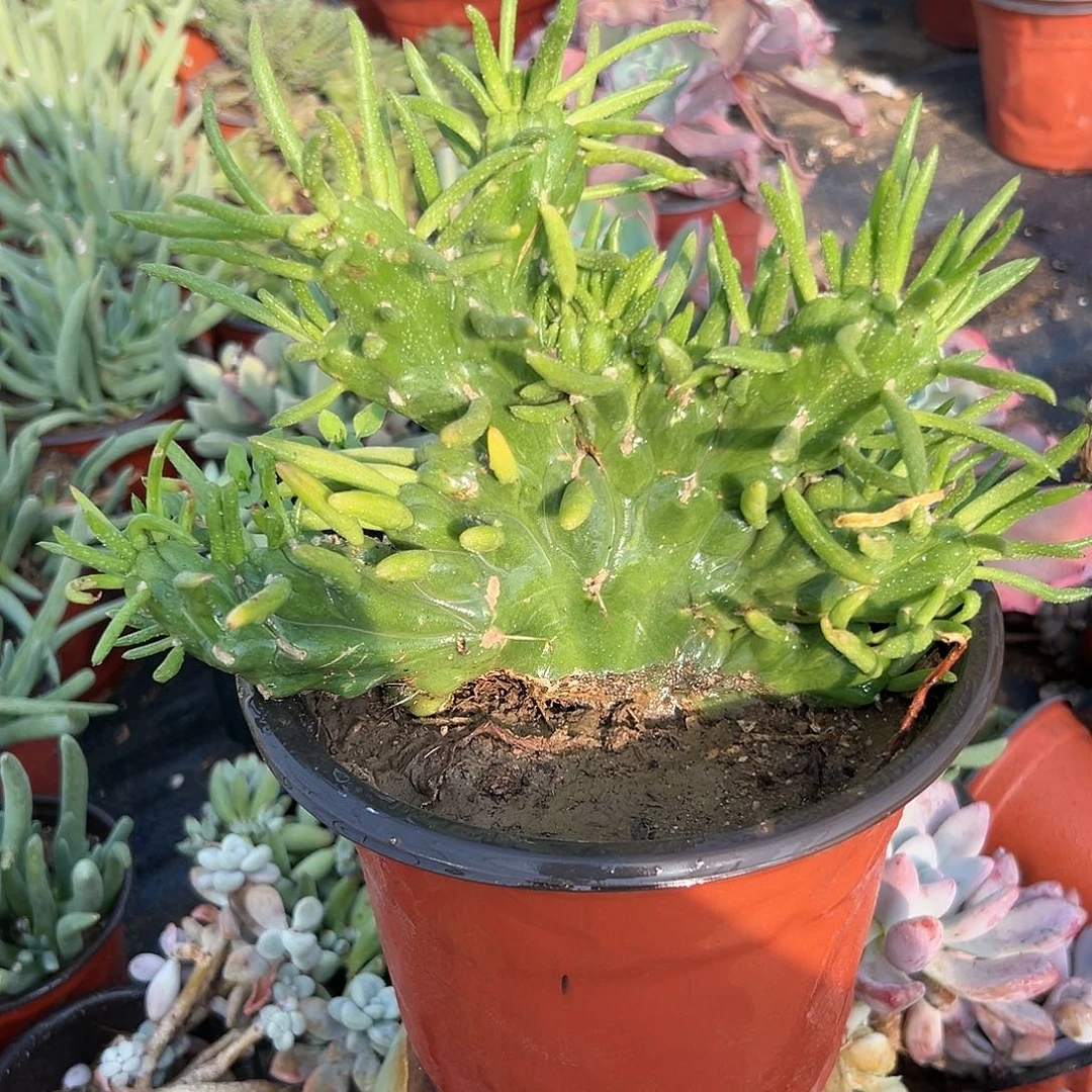 多肉植物将军柱群