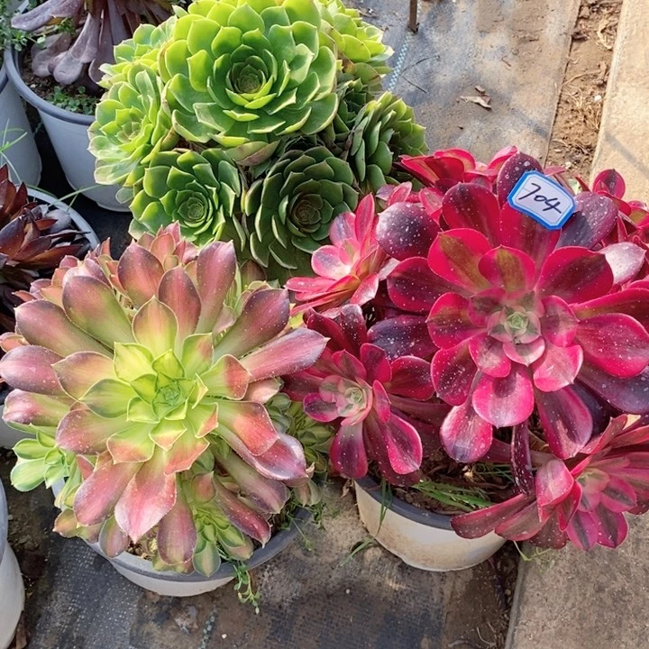 704美杜莎，万拉丝，韶华多肉