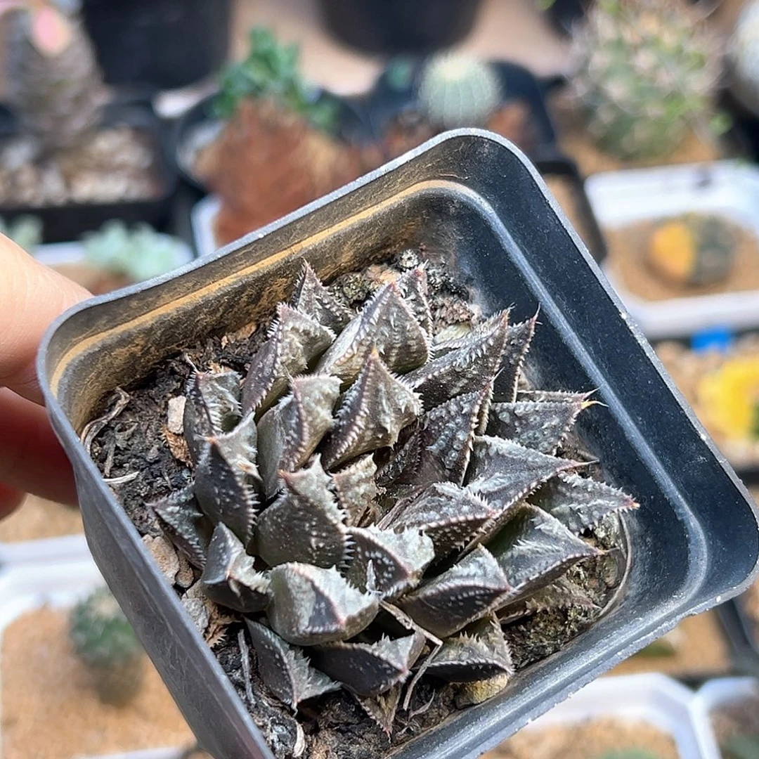 京紫寿硬叶十二卷子