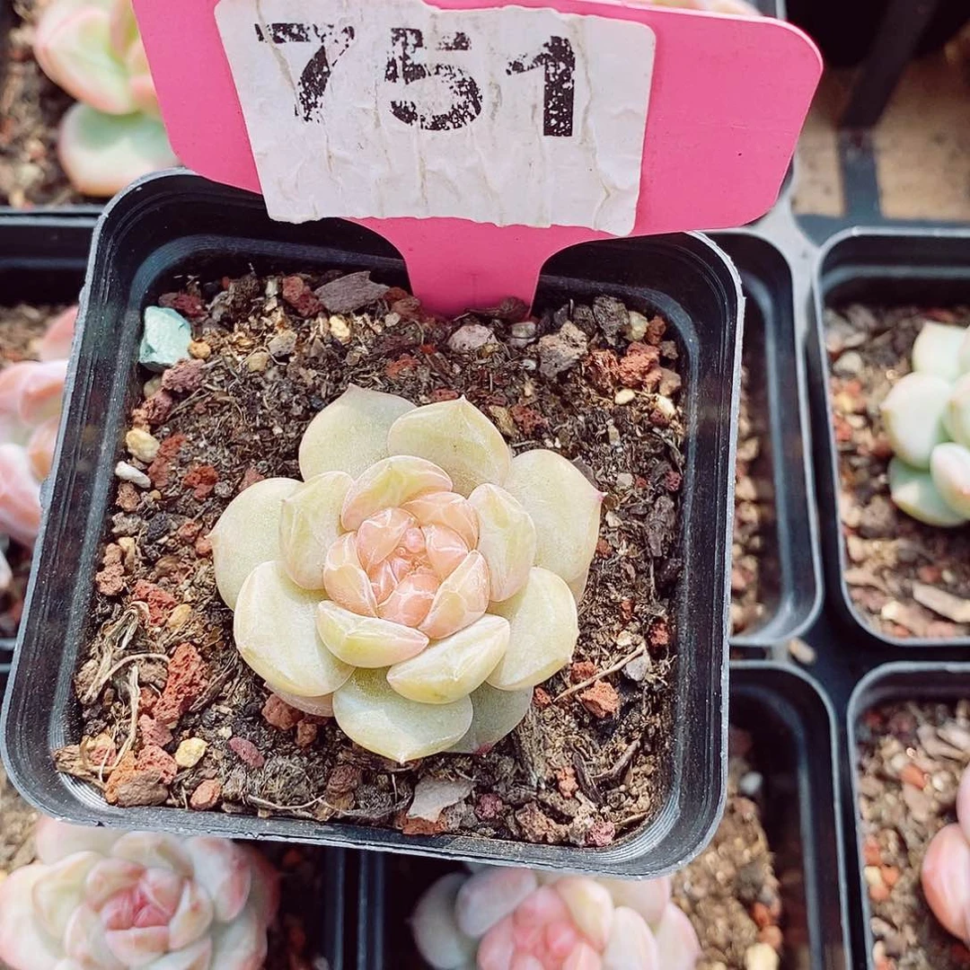 糖心4cm多肉植物