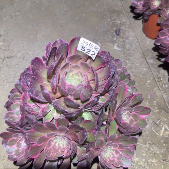 粉花妖……多肉植物的