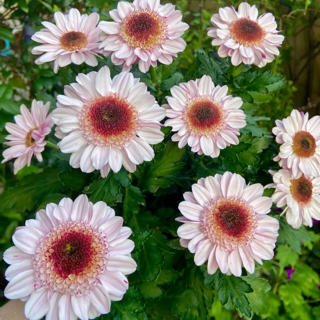 草莓熊小菊花盆栽颜值高花期长耐晒庭院阳台新手易养护