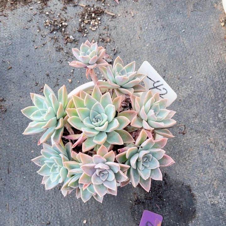 晨语多肉一物一拍一42