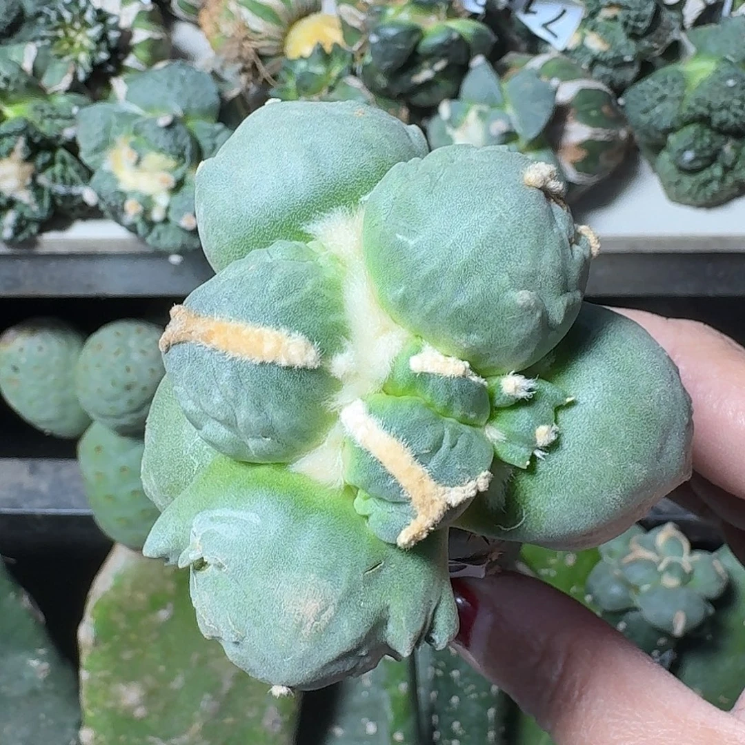 无花朵蓝白肌蛋尤牡丹045