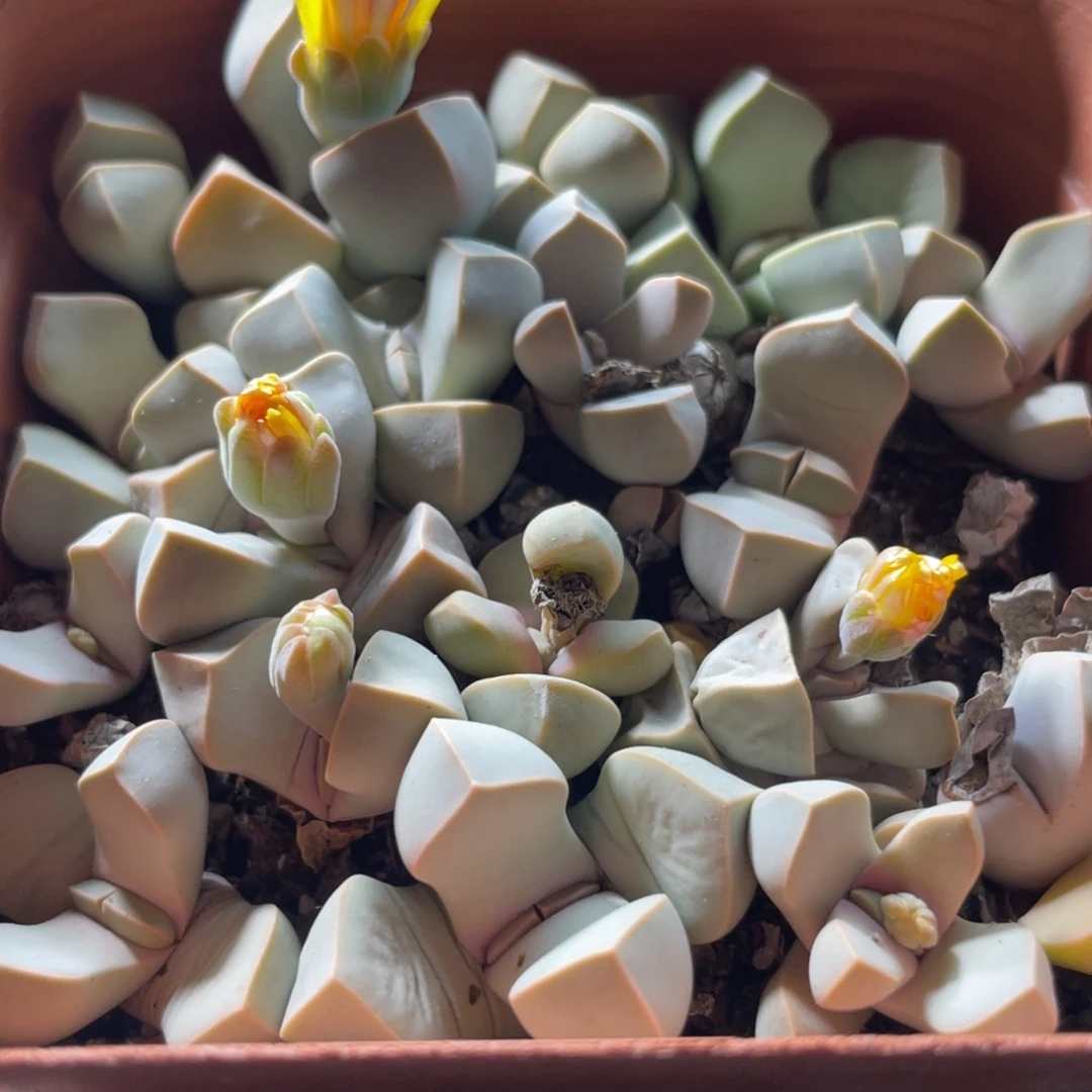 大盆特价一物一拍～6