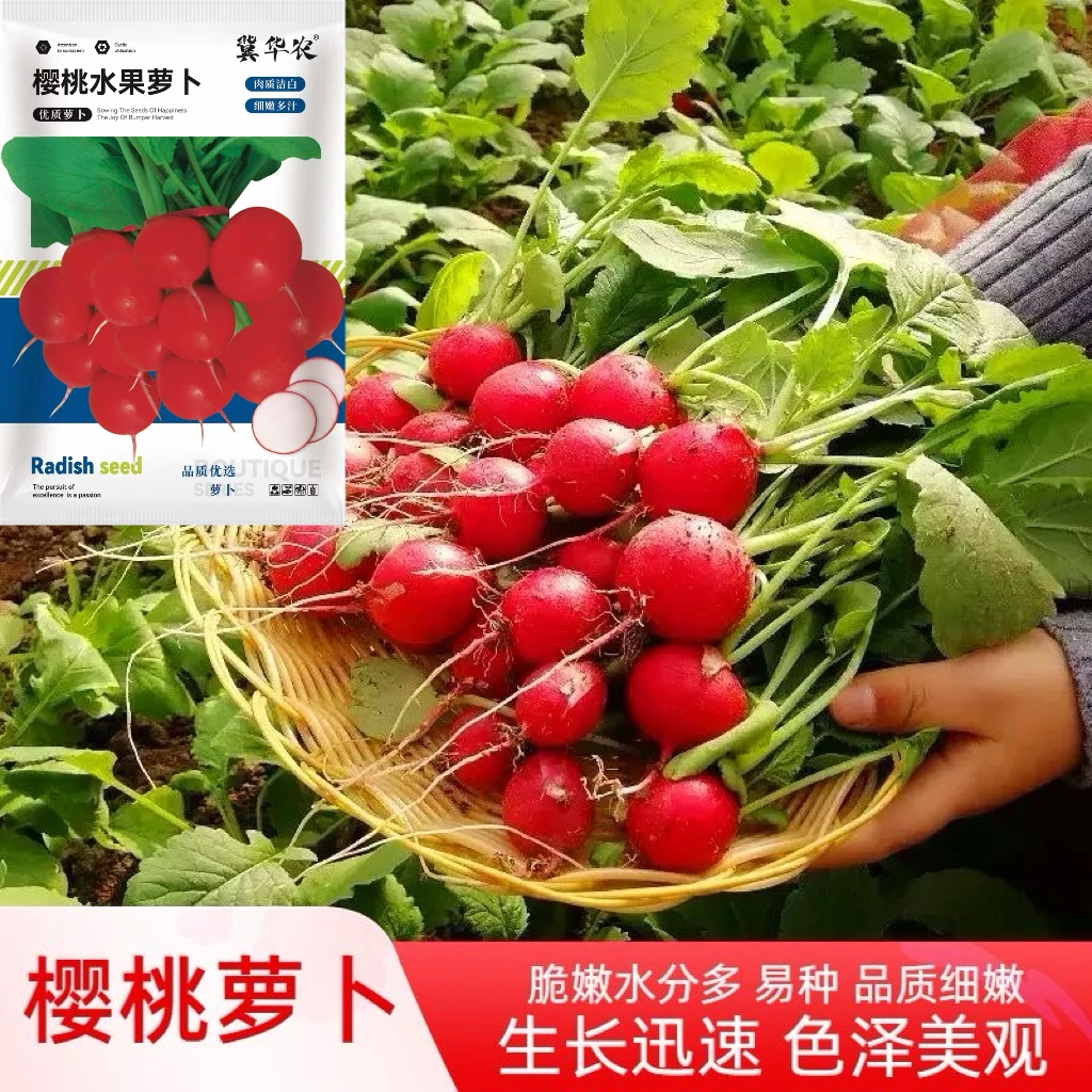 四季樱桃萝卜种子水果萝卜籽生吃红皮白肉小萝卜脆甜多汁蔬菜阳台