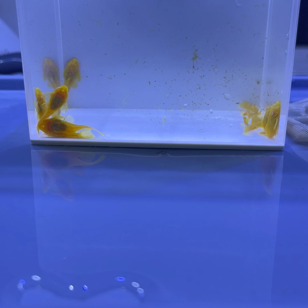 孔雀鱼胡子十条开箱视频报损