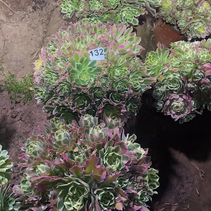 多肉法师132号白凤1颗发货不包损