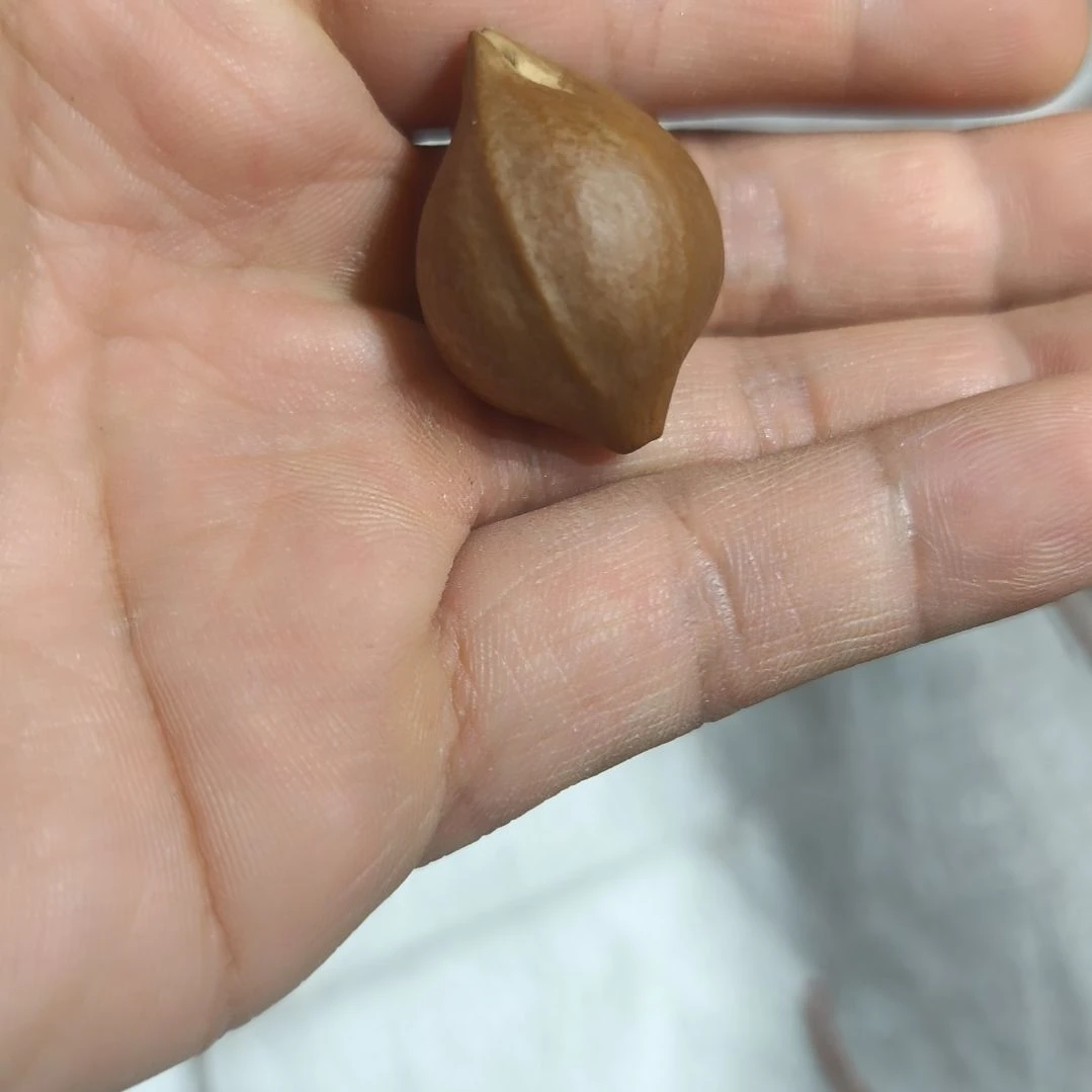 橄榄核手串/手链四*生