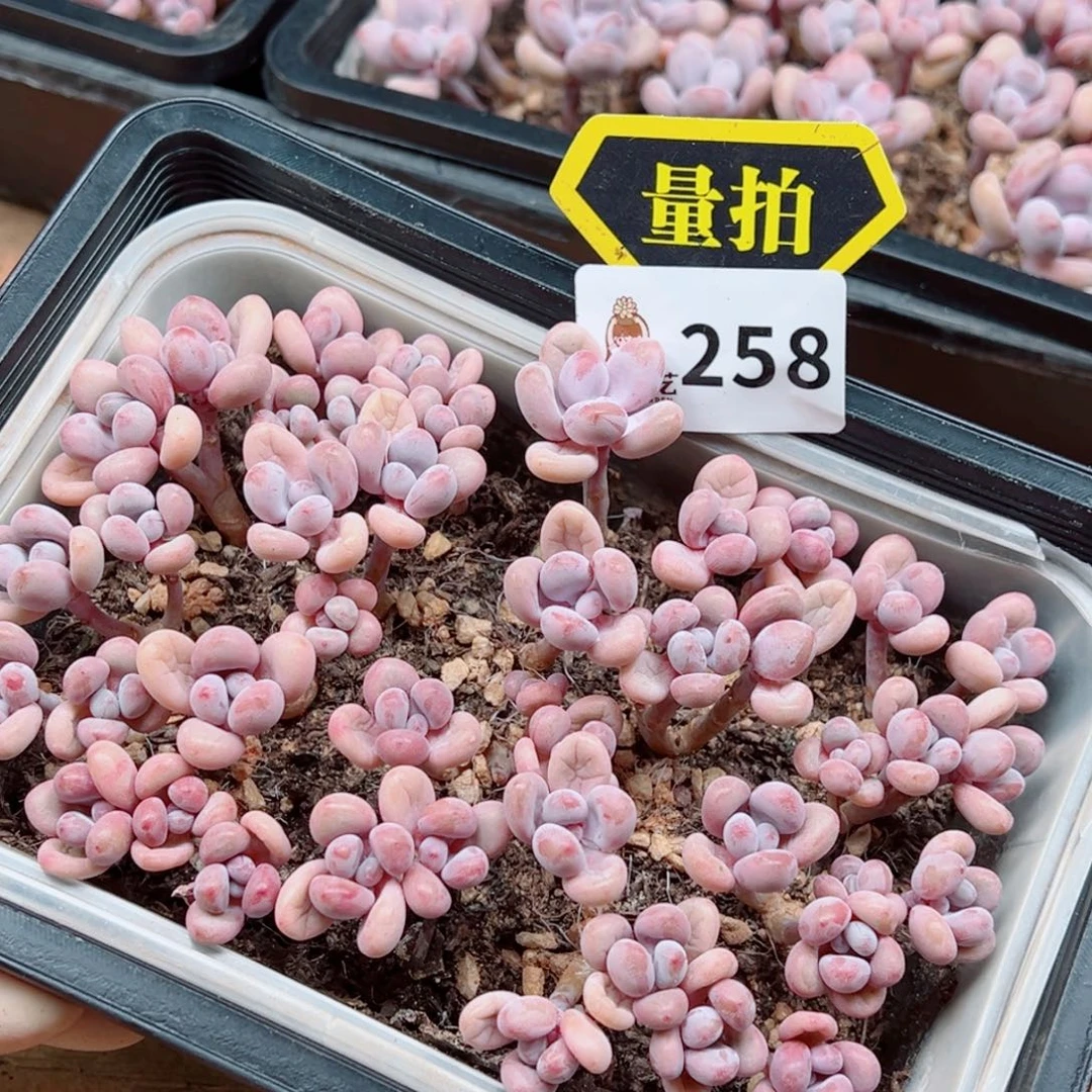 多肉植物多肉植物