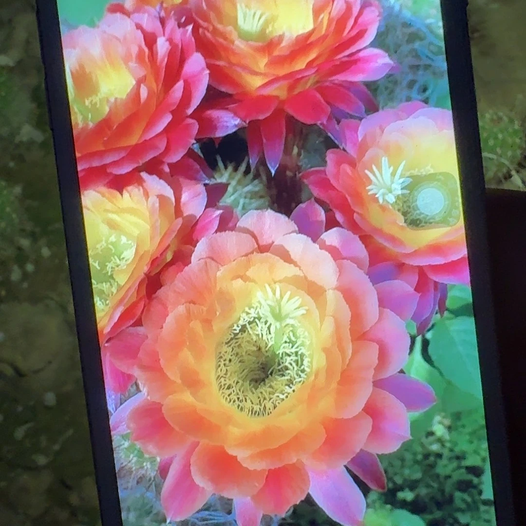 大满贯带根6公分毛花柱